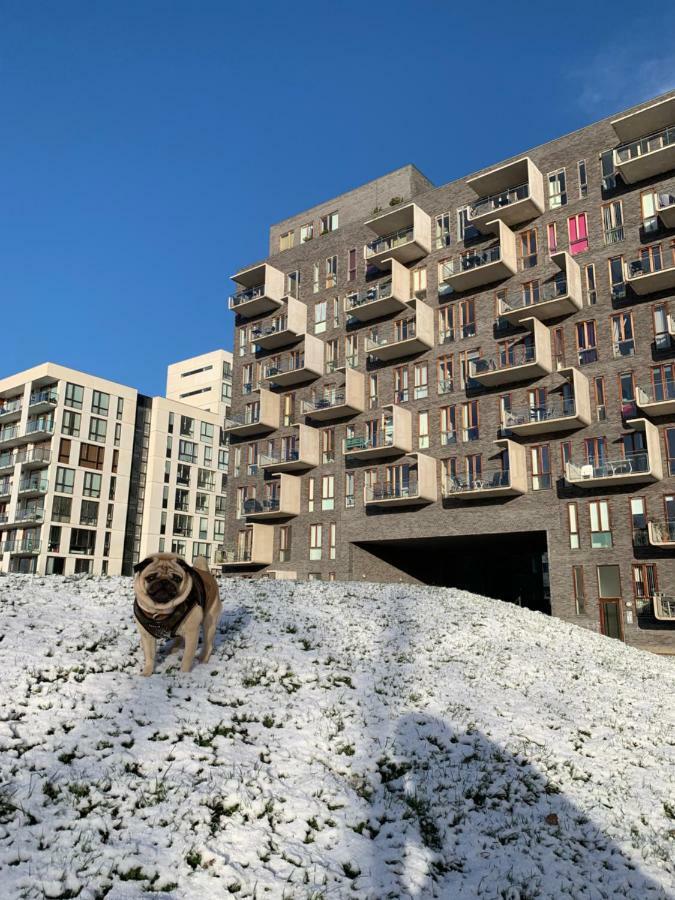 Cute Pug Guest Room København Eksteriør billede