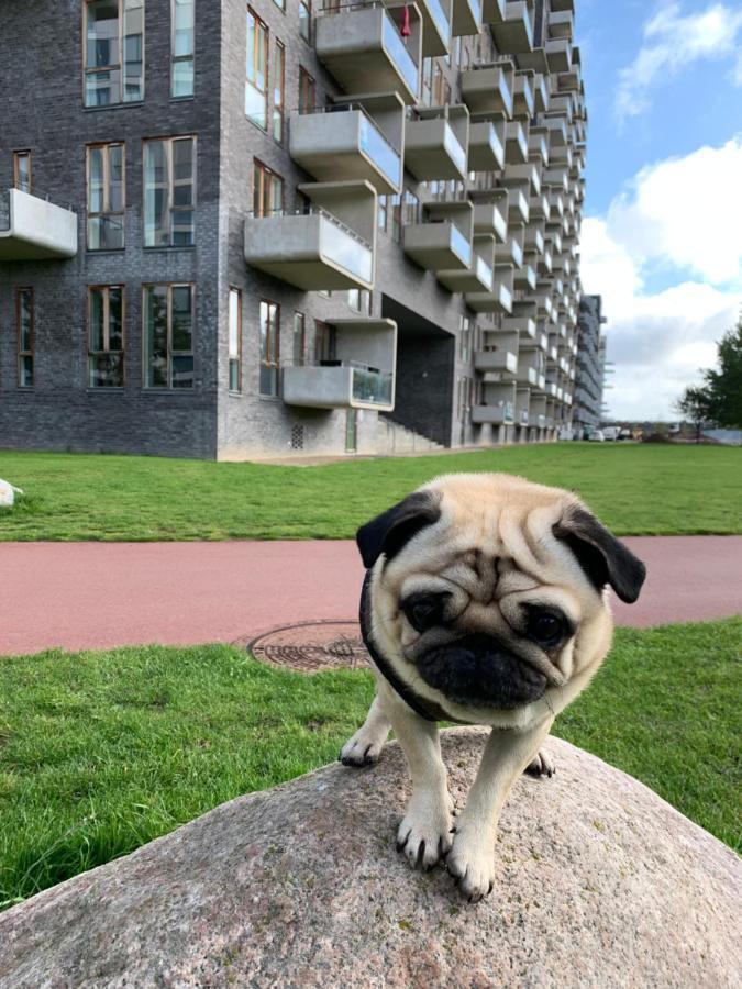 Cute Pug Guest Room København Eksteriør billede
